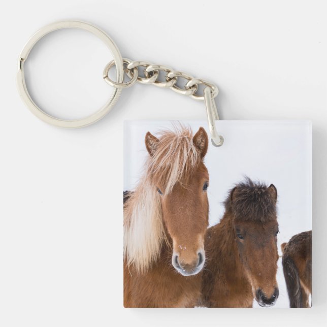 De mignons chevaux islandais ensemble (Devant)