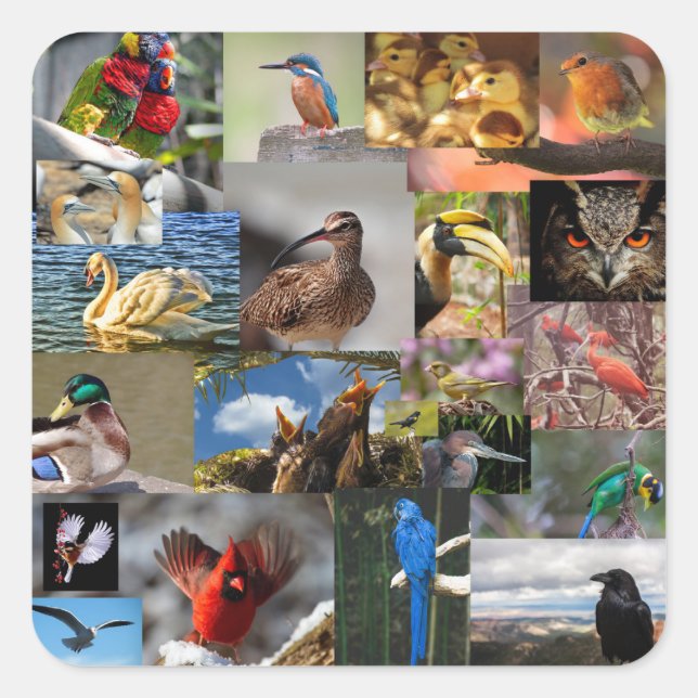 de nombreux autocollants d'oiseaux (Devant)