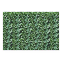 Botanique Feuille Tora verte