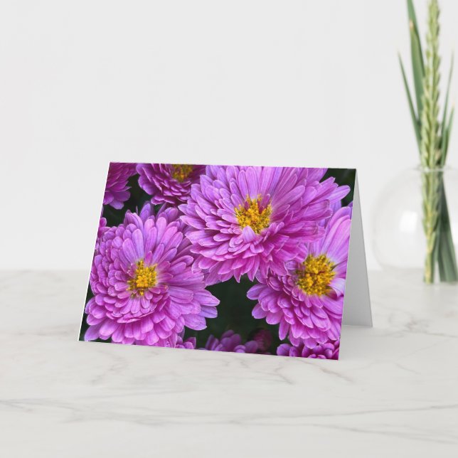 De Remerciements Asters dans la carte blanche pleine floraison (Devant)