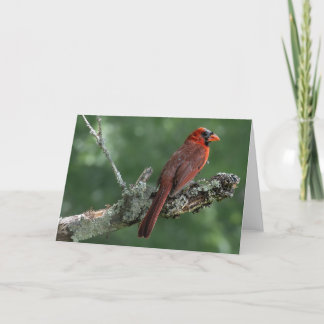 De Remerciements Cardinal Blank Carte pour notes