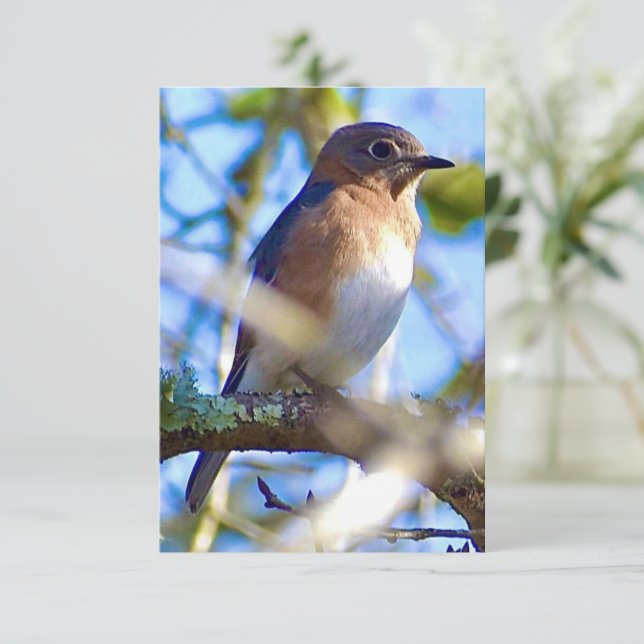De Remerciements Carte Bleu-oiseau (Debout devant)