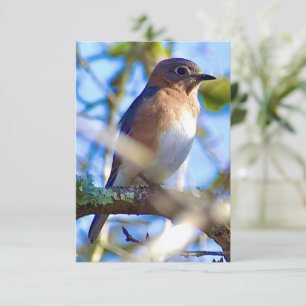 De Remerciements Carte Bleu-oiseau