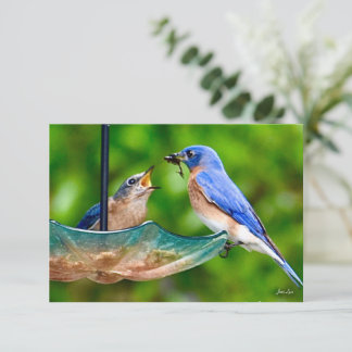 De Remerciements Carte Bleu-oiseau