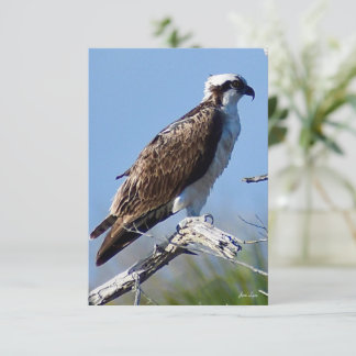 De Remerciements Carte Osprey