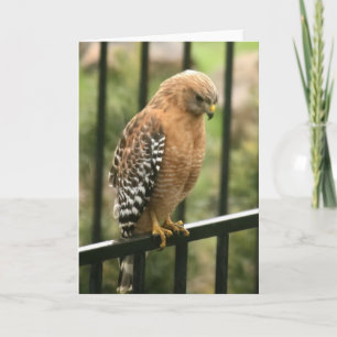 De Remerciements Carte vierge, Hawk