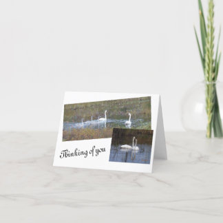 De Remerciements Les oiseaux d'une carte à notes vierge en plumes