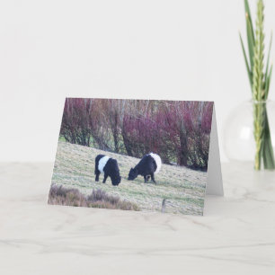 De Remerciements Vaches Galloway ceinturées Carte d'anniversaire