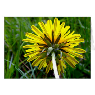 De retour du pissenlit