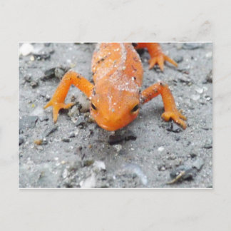 De salamandre carte postale étroite