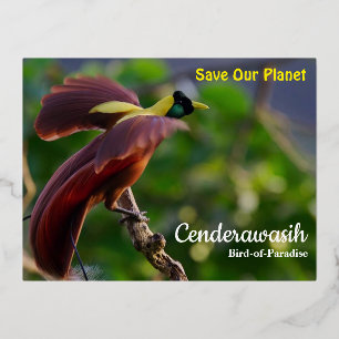 De Vacances En Aluminium Carte postale Cenderawasih