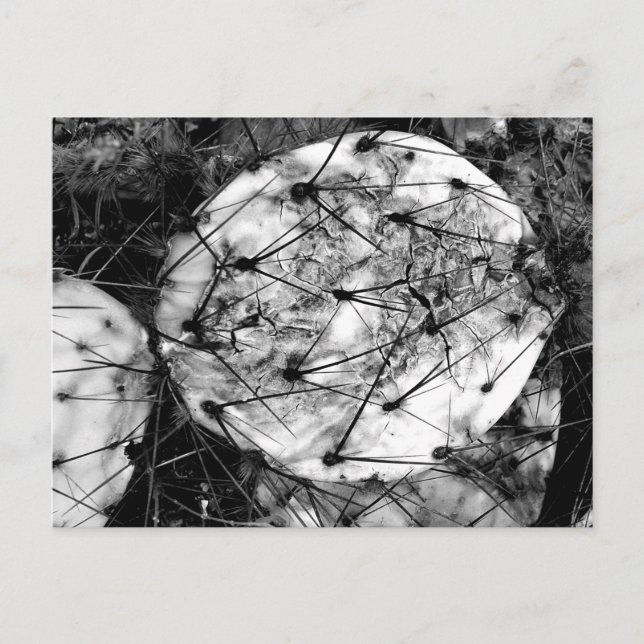 Dead Cactus Postcard (Front)