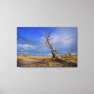Dead Camel Thorn (Acacia Erioloba) Tree Canvas Print