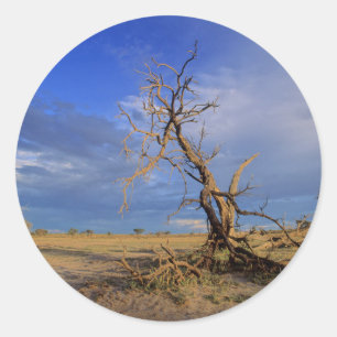 Dead Camel Thorn (Acacia Erioloba) Tree Classic Round Sticker