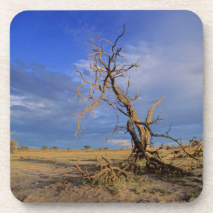 Dead Camel Thorn (Acacia Erioloba) Tree Coaster