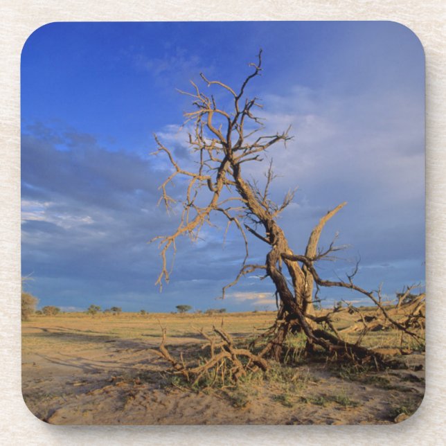 Dead Camel Thorn (Acacia Erioloba) Tree Coaster (Front)