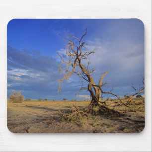 Dead Camel Thorn (Acacia Erioloba) Tree Mouse Pad