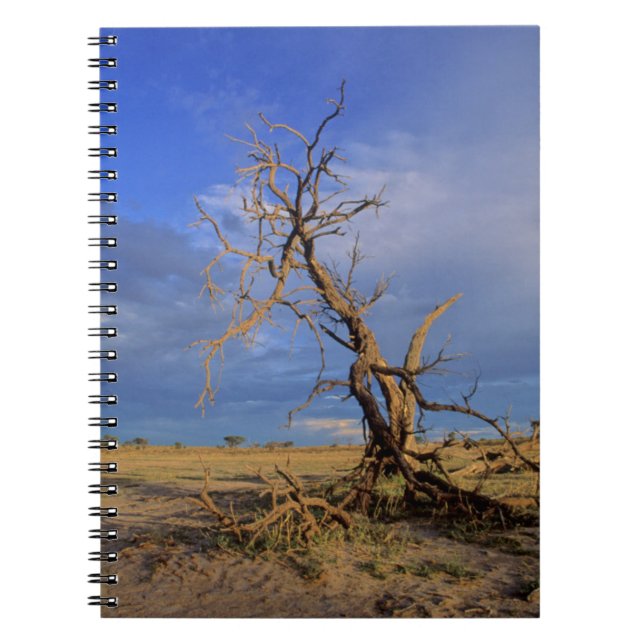 Dead Camel Thorn (Acacia Erioloba) Tree Notebook (Front)