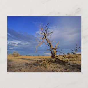 Dead Camel Thorn (Acacia Erioloba) Tree Postcard