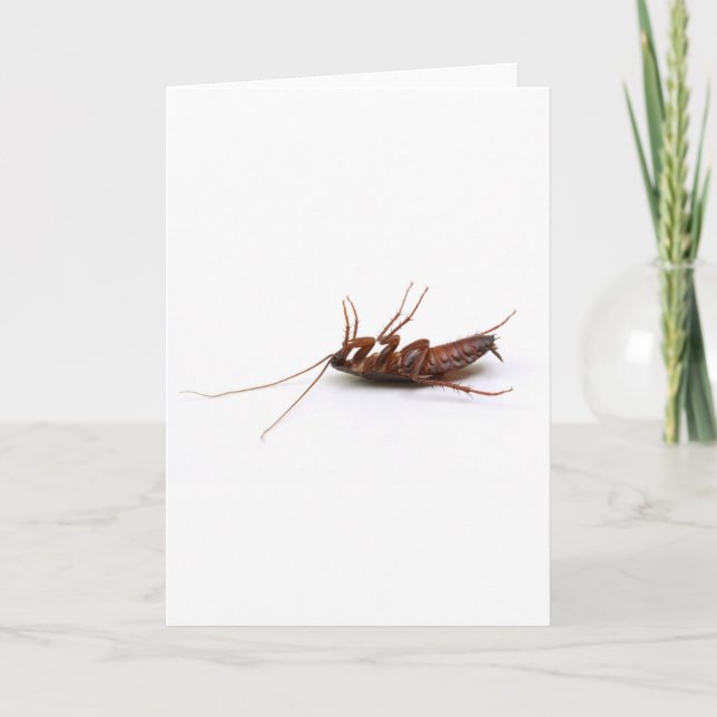Dead cockroach card (Front)
