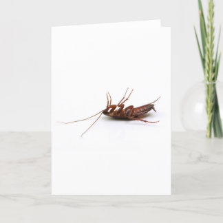 Dead cockroach card