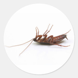 Dead cockroach classic round sticker