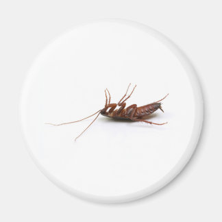 Dead cockroach magnet