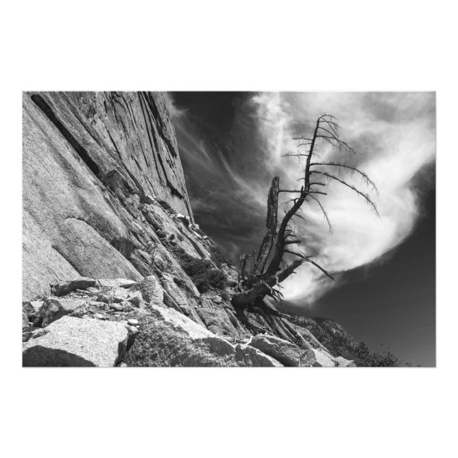 Dead Juniper Tree on Ledge of Half Dome Granite Photo Print (Front)
