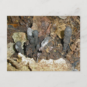 Dead Man's Finger Mushrooms Postcard