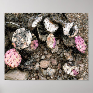 Dead Pink Cactus Poster