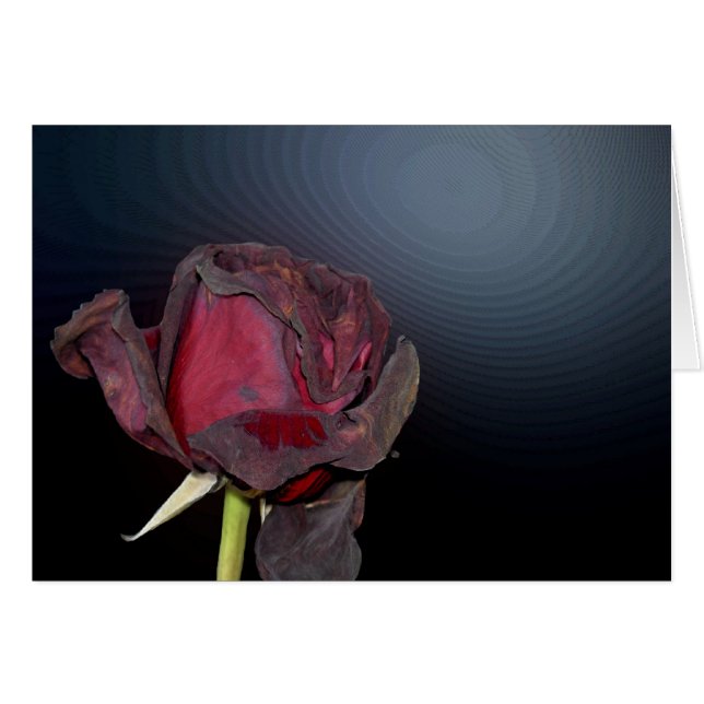 Dead Roses 1 (Front Horizontal)