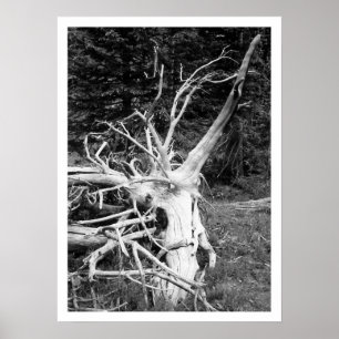 Dead Tree Black & White Print