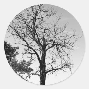 Dead tree classic round sticker