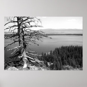 Dead tree, Jenny Lake, Grand Teton, Wyoming Poster