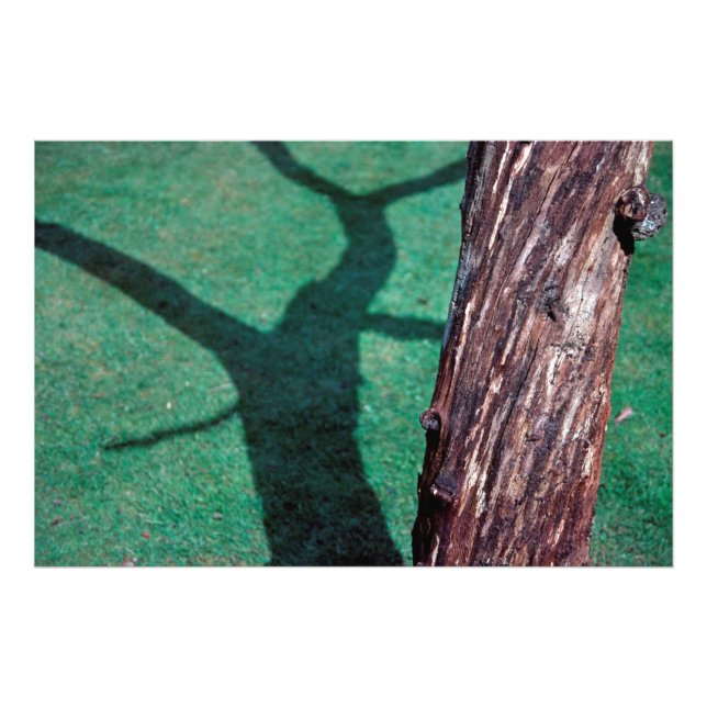 Dead tree photo print (Front)