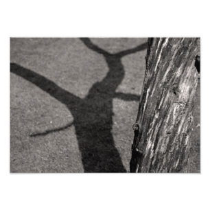 Dead tree photo print