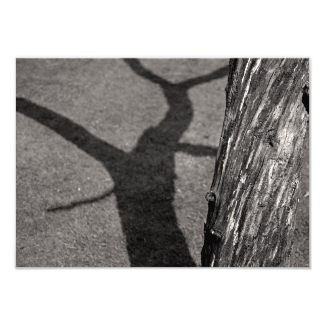 Dead tree photo print (Front)