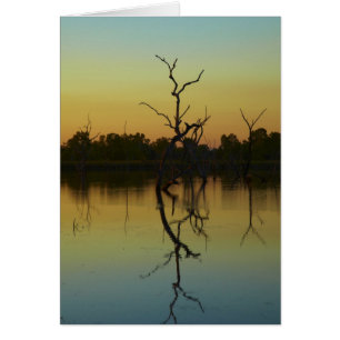 Dead trees reflected in Lily Creek Lagoon, dawn