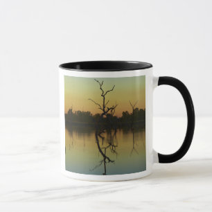 Dead trees reflected in Lily Creek Lagoon, dawn Mug
