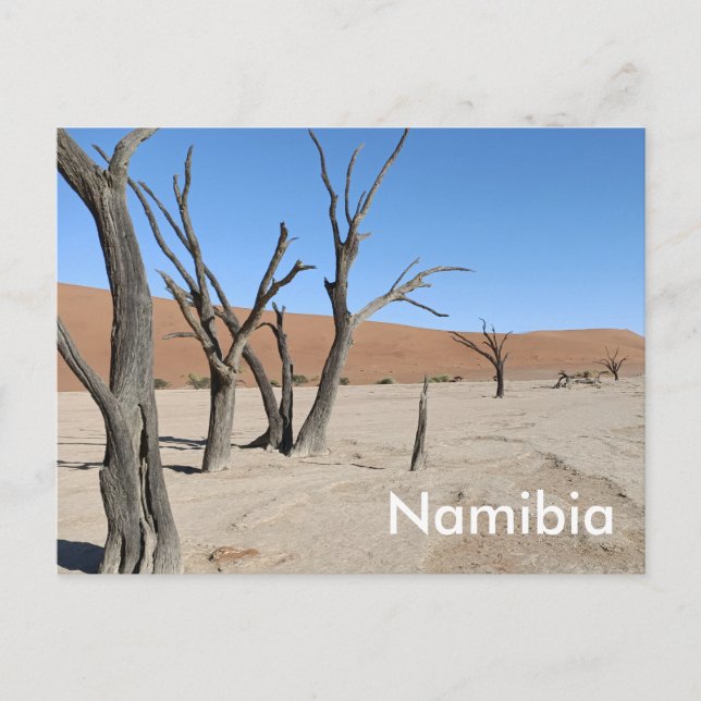 Dead Vlei, Namibia Postcard (Front)