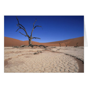 Dead Vlei, Sossusvlei, Namib-Naukluft National