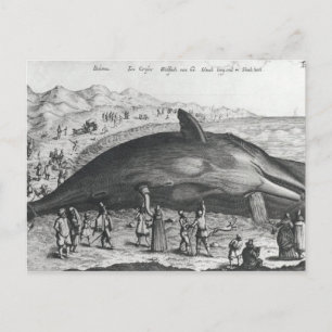 Dead whale postcard