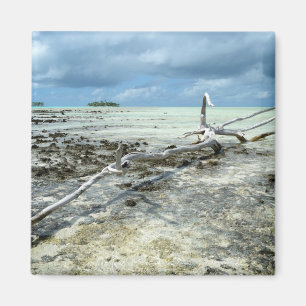 Dead wood in the Pacific magnet