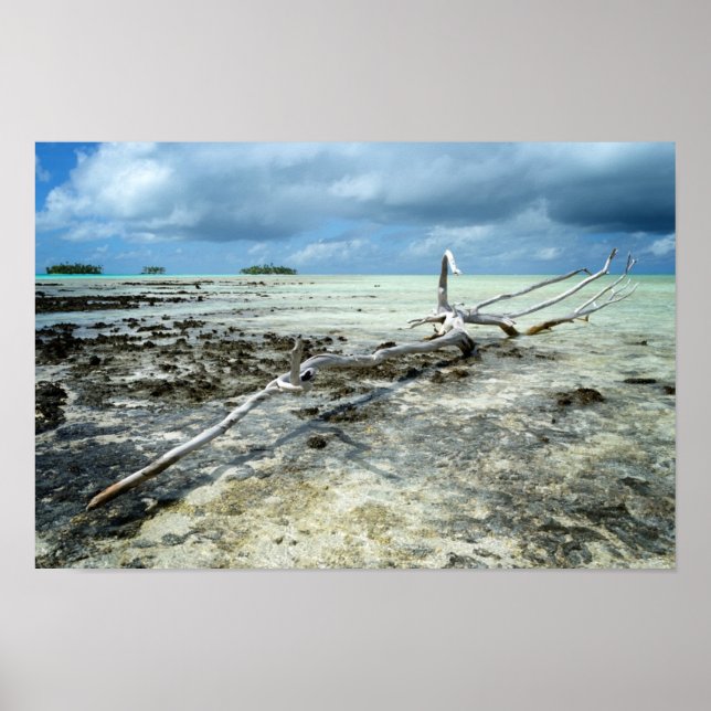 Dead wood in the Pacific poster (Front)