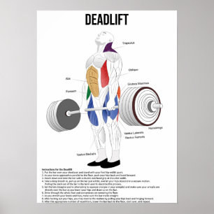 Deadlift - Exercise - Muscle Anatomy Chart