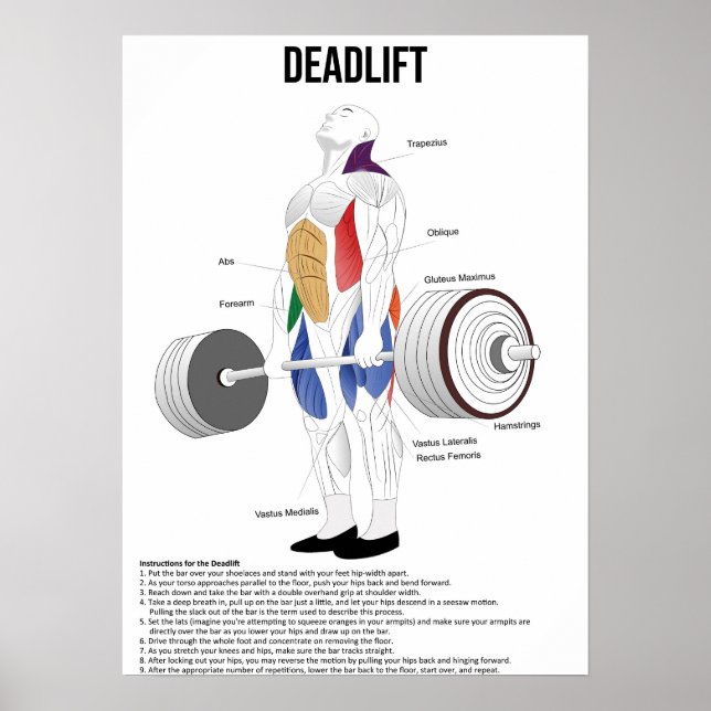 Deadlift - Exercise - Muscle Anatomy Chart (Front)