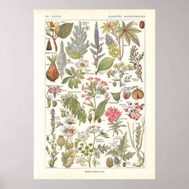 Deadly Dangerous Plants Print in French (Front)