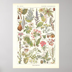 Deadly Dangerous Plants Print in French