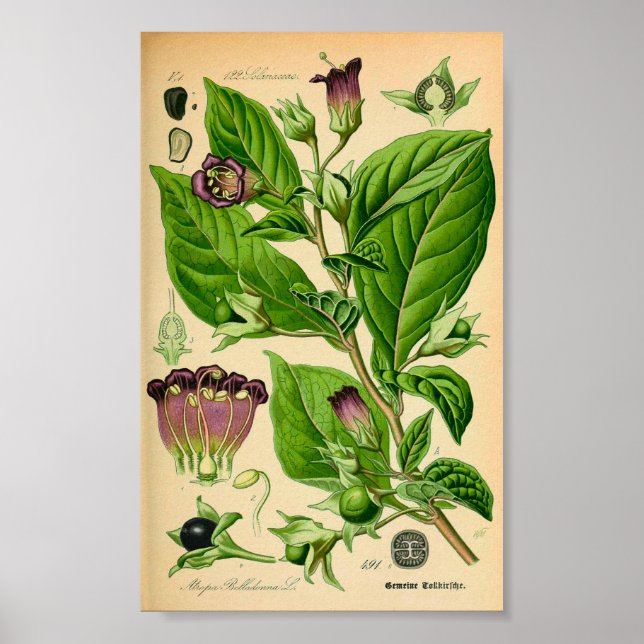 Deadly Nightshade (Atropa belladonna) Print (Front)