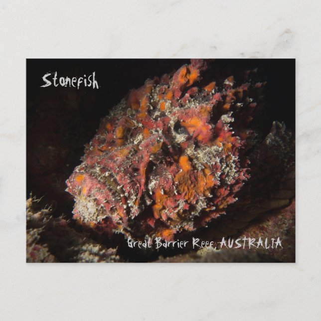 Deadly Stonefish on the Great Barrier Reef Postcard (Front)